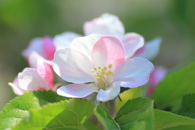 りんごの花言葉 カットリンゴのヒロサキblog