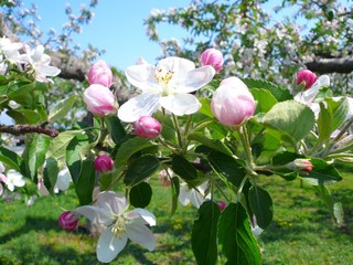 りんご花.JPG